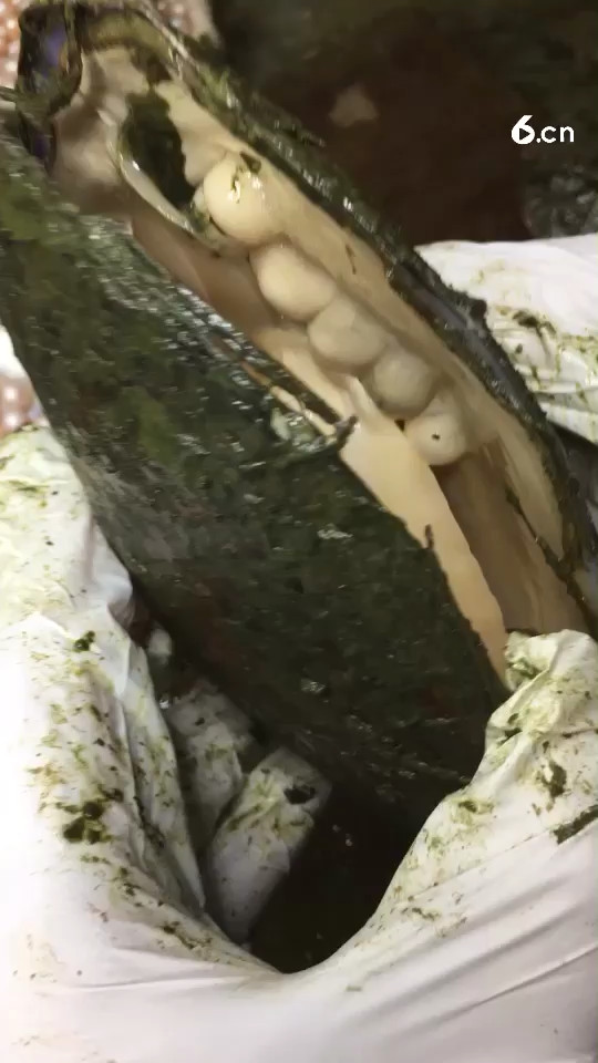 哇塞大不大