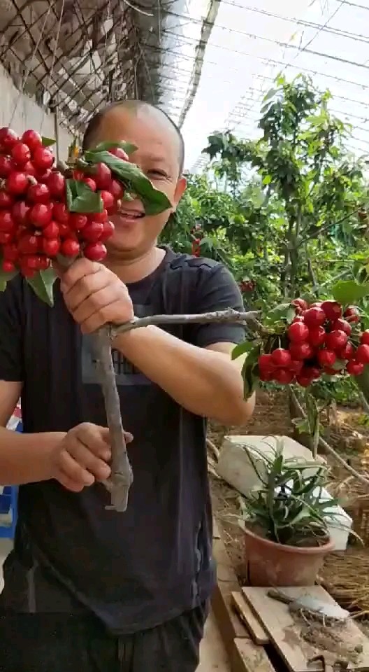 烟台大樱桃