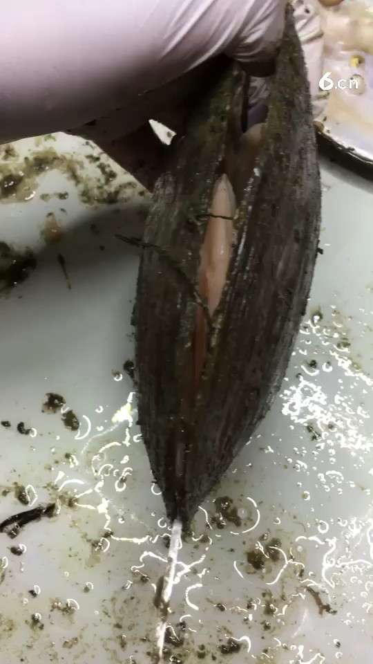 一蚌一珠单珠哦
