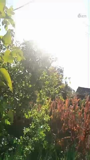 小猫