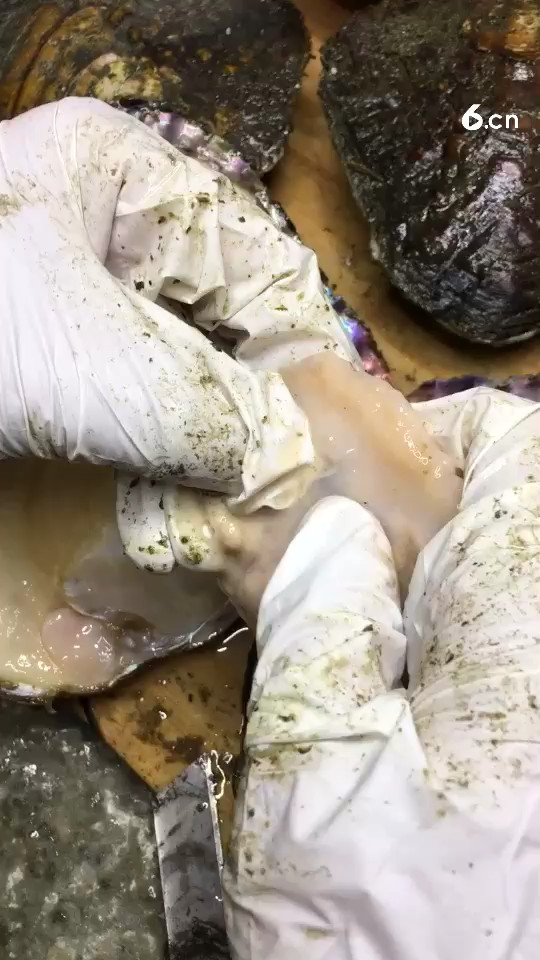 河蚌取珍珠，淡水珍珠就是这么来
