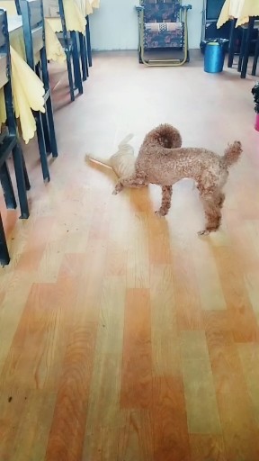 狗太欠咯