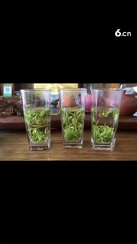 新茶安吉白茶