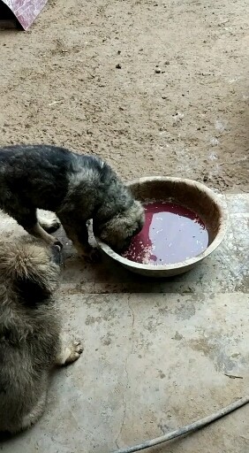 两个多月的高加索犬