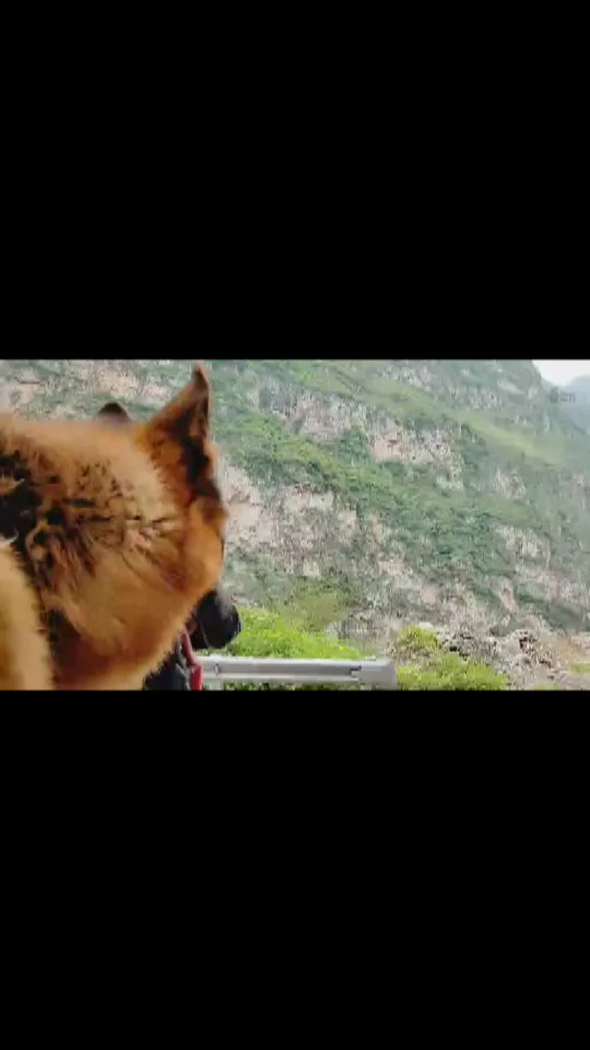 狗狗