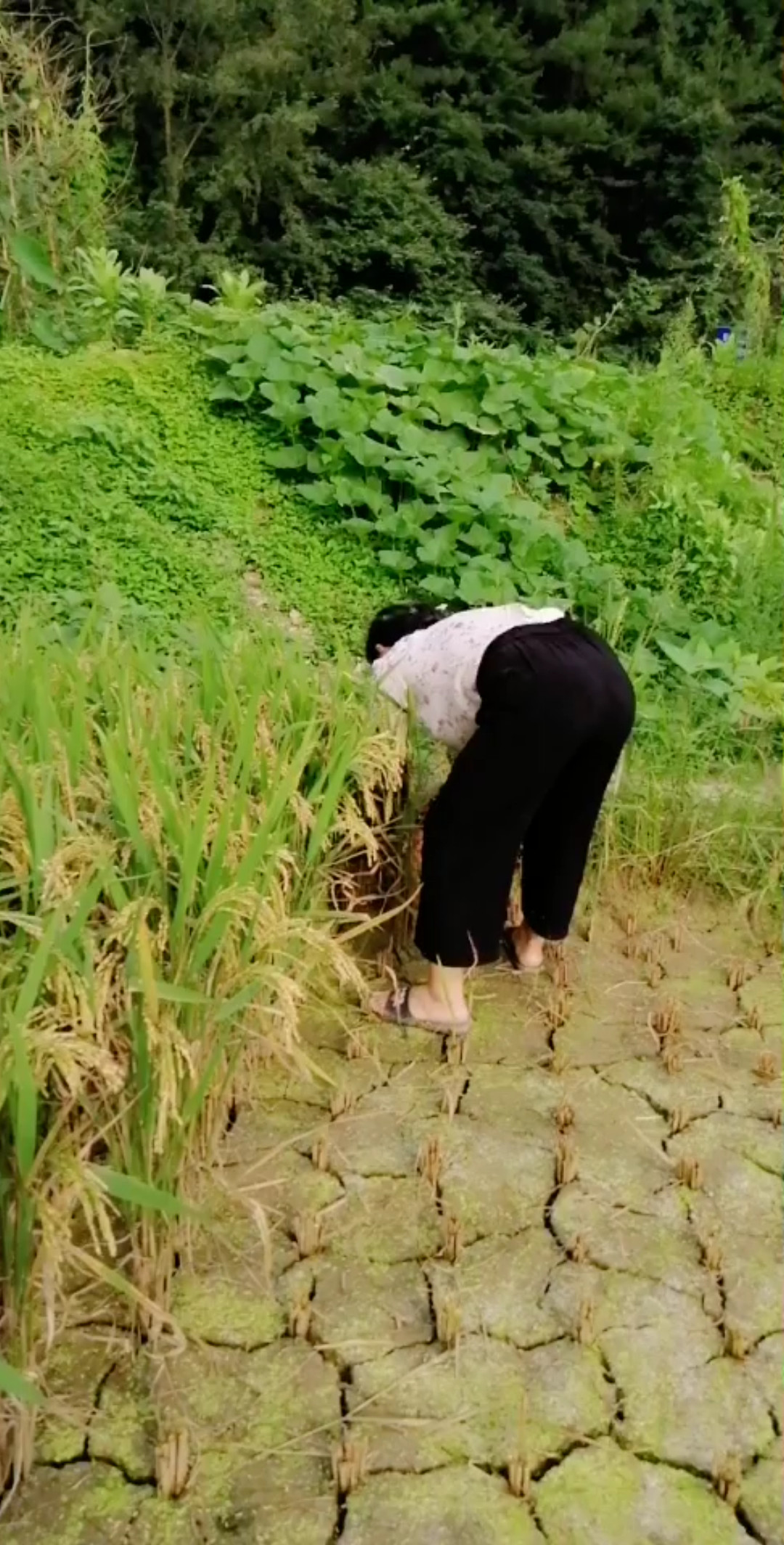 谁知盘中餐？粒粒皆辛苦。