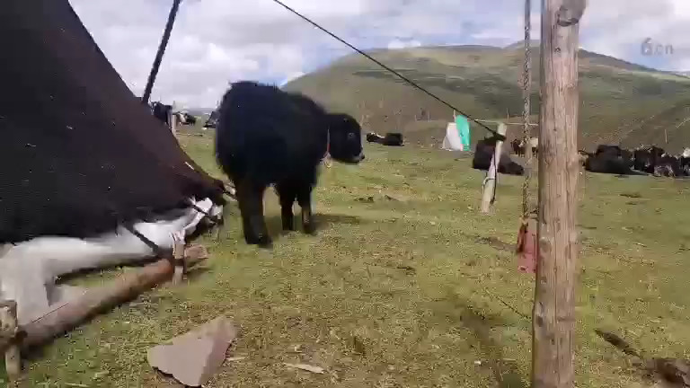毛牛