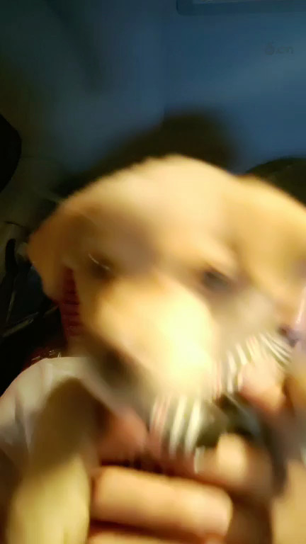 可爱吧