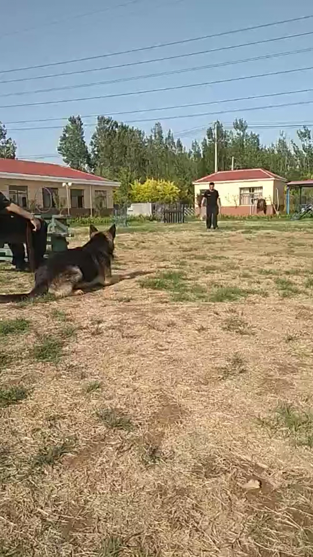 滨州工作犬训练基地