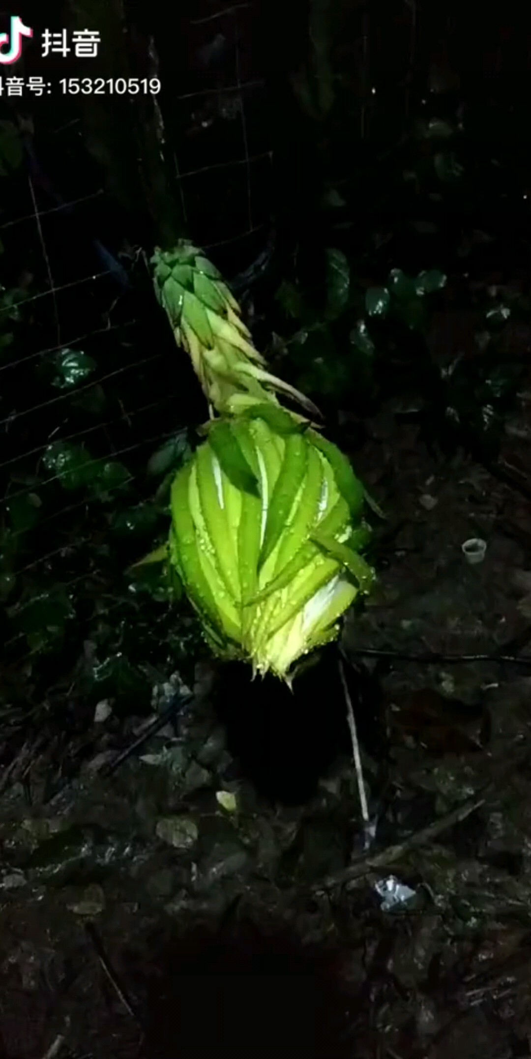 好不容易拍到的发了两个小时