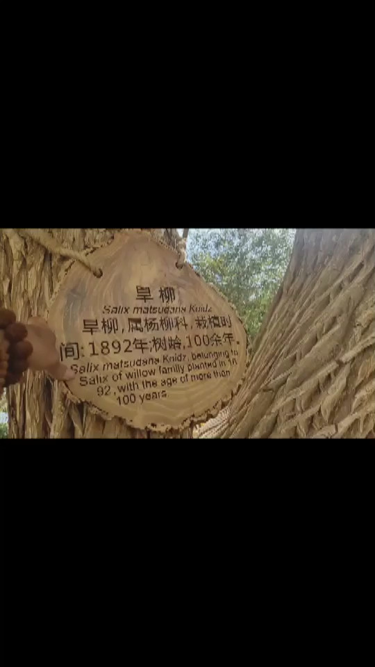 旱柳沙漠🏜️月牙泉