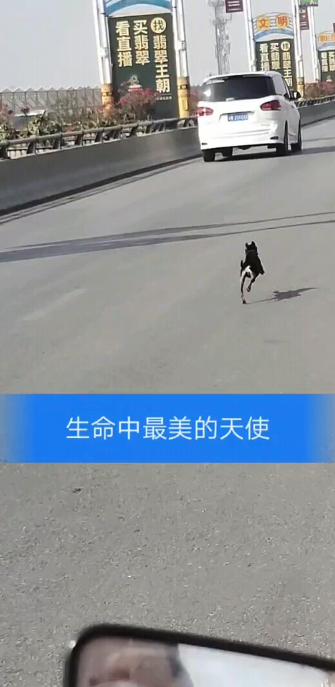 小狗🐕🐕🐕