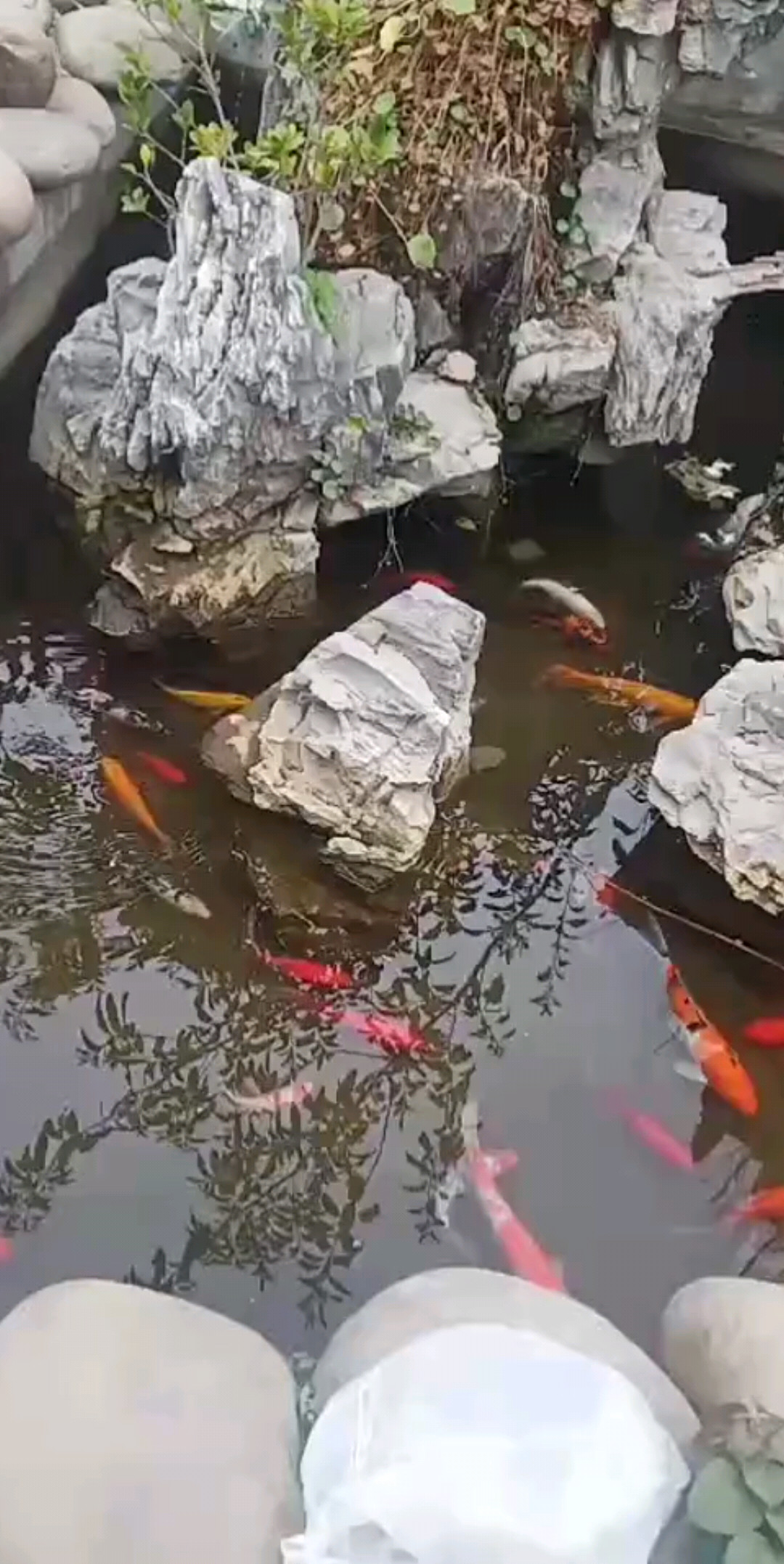大不大的鲤鱼