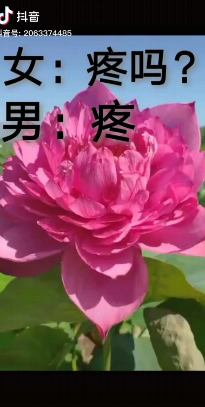 疼