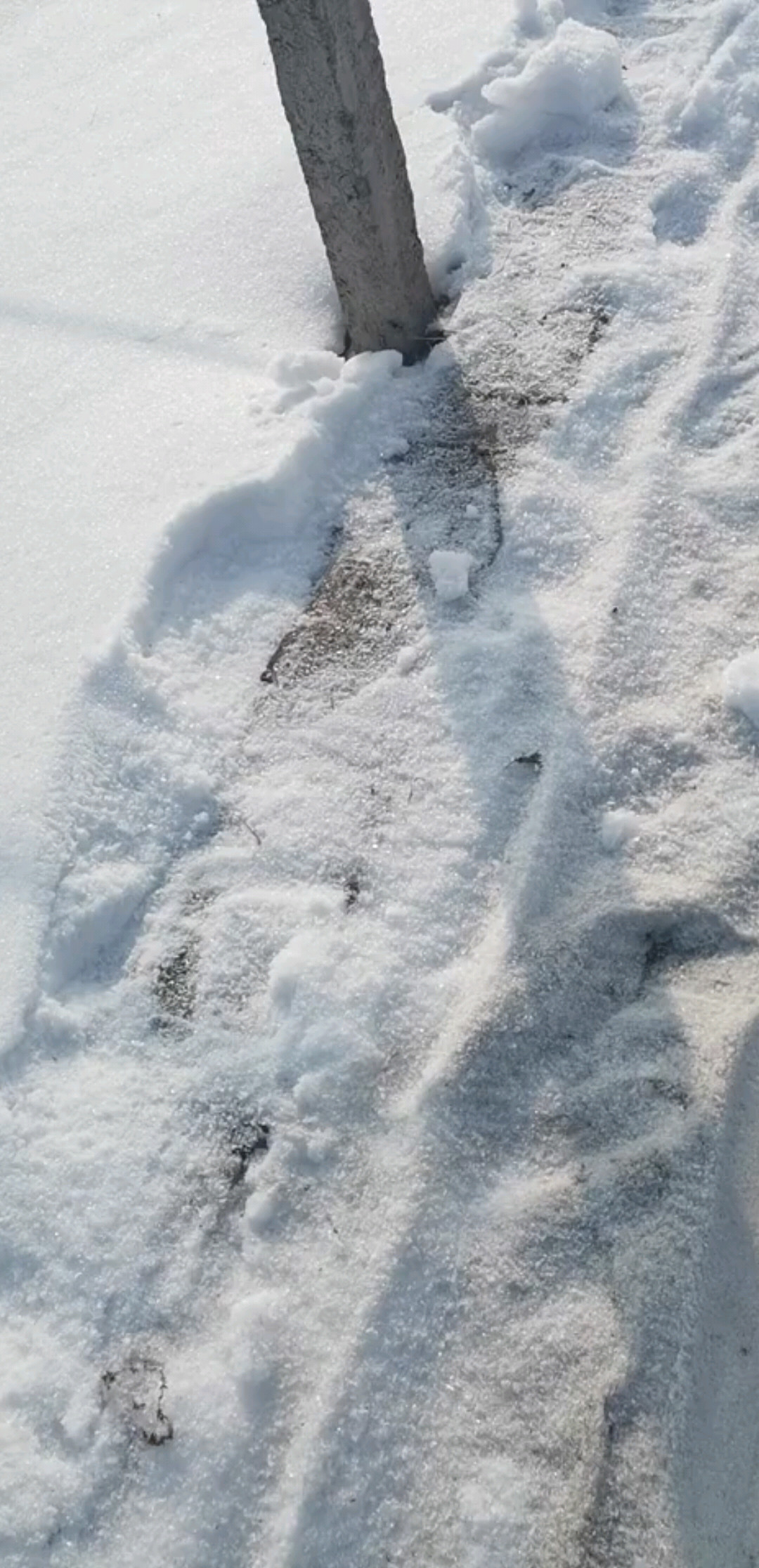 好白的雪好像白糖