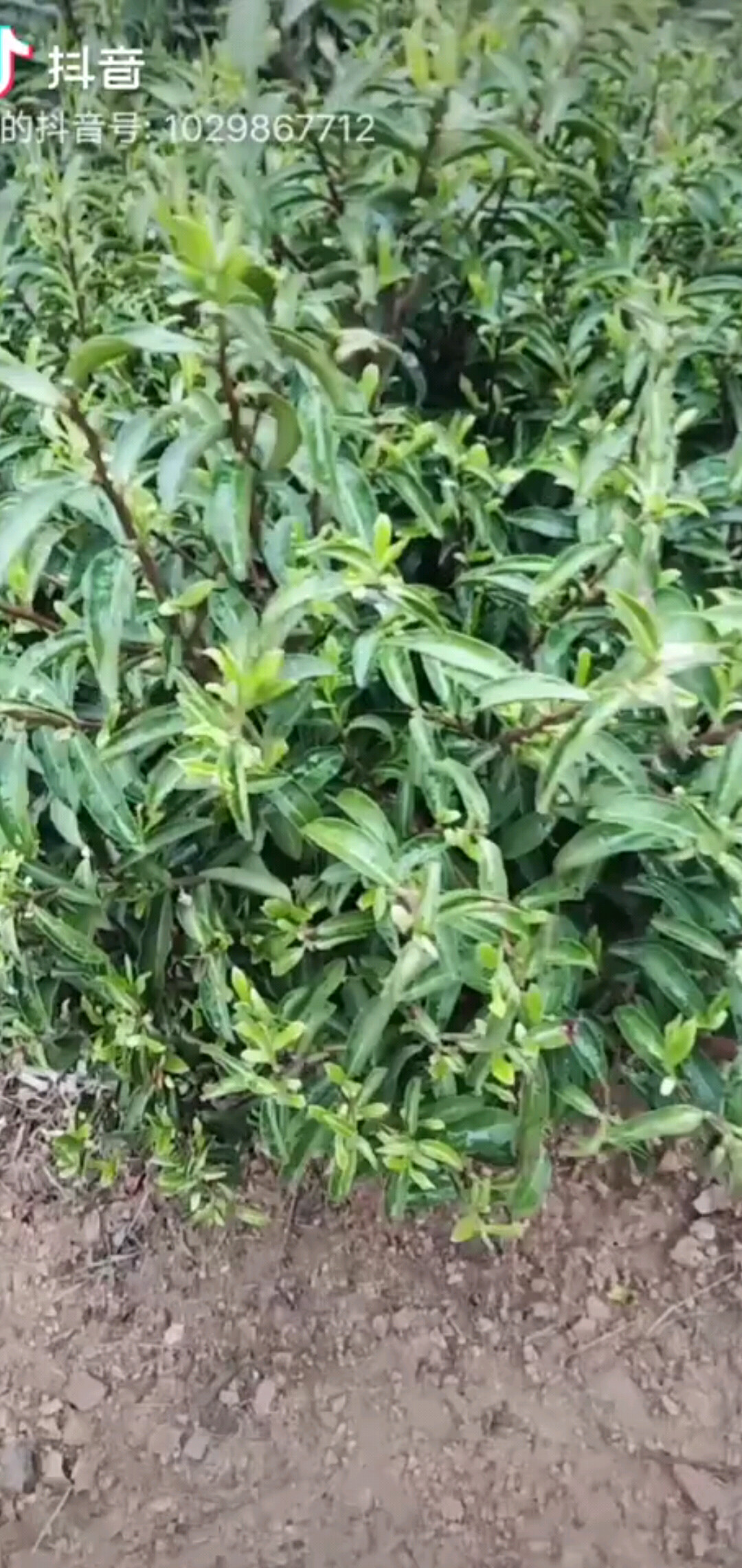 茶叶上市