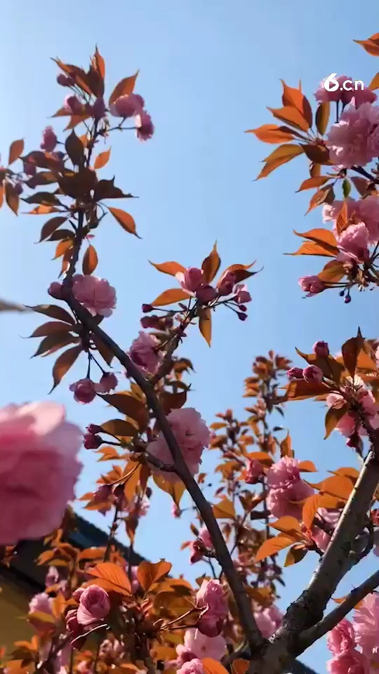 樱花🌸