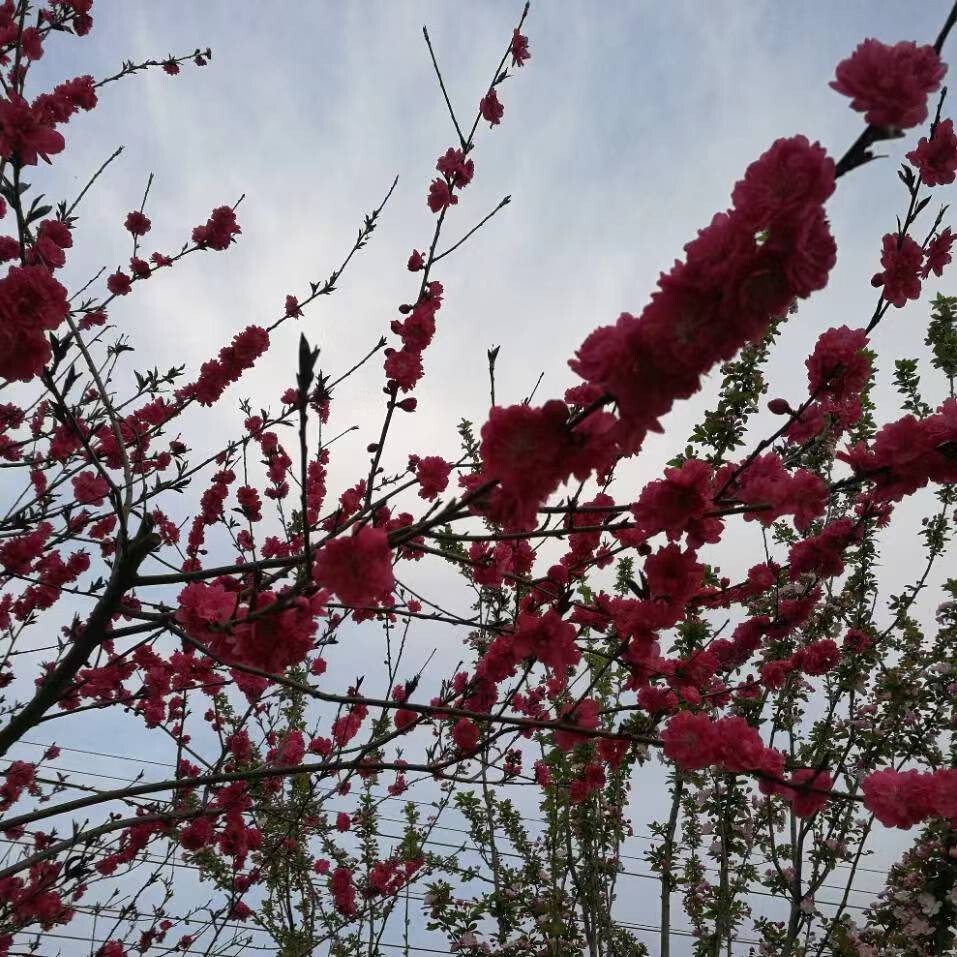 ζ夏沫゛樱花落い*$海报