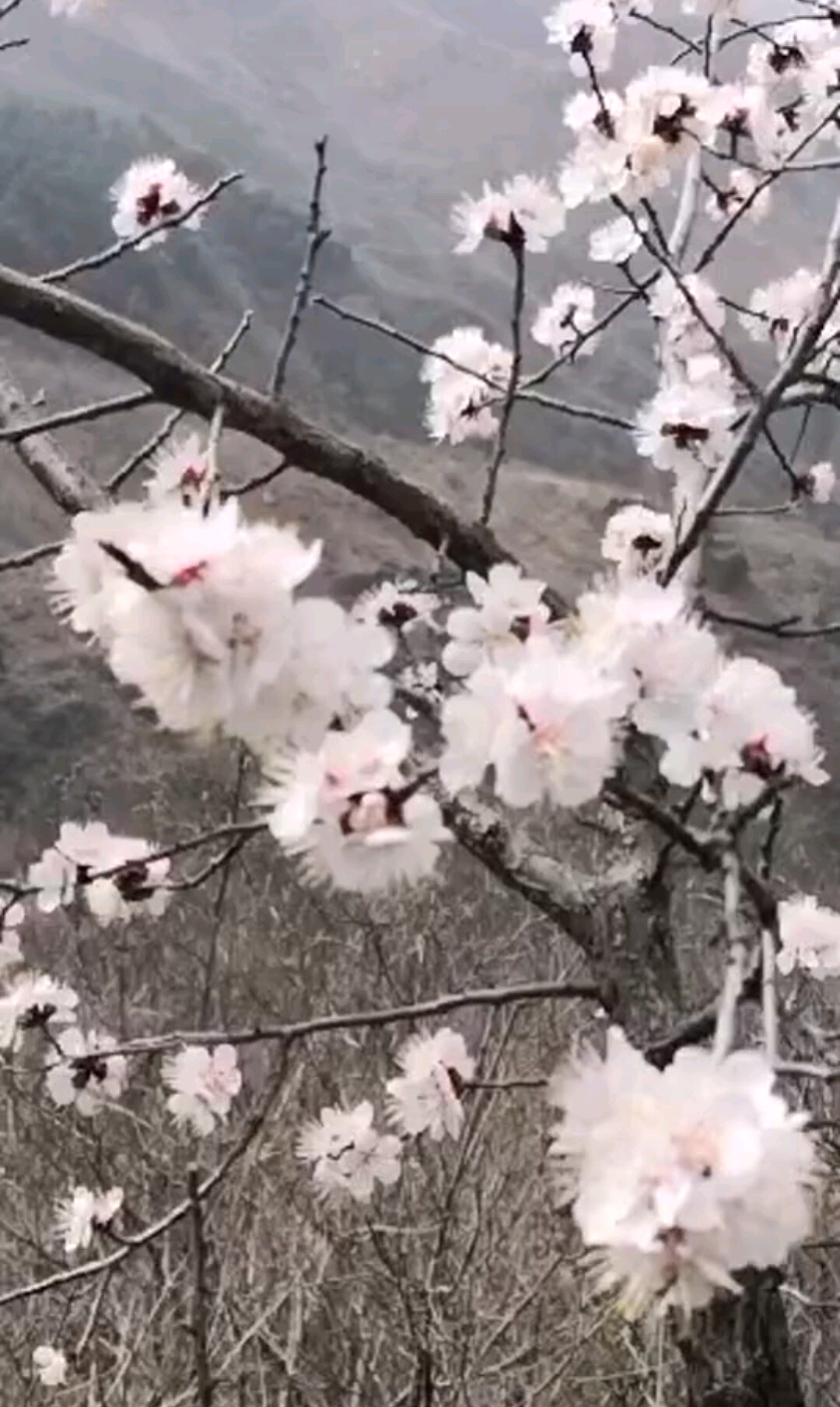 山里桃花