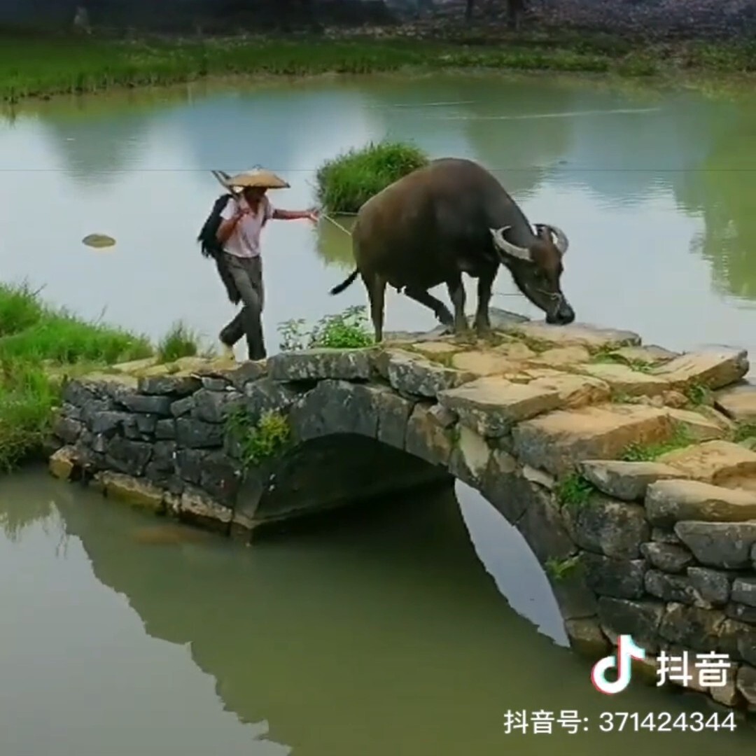 苍狼～🍁海报