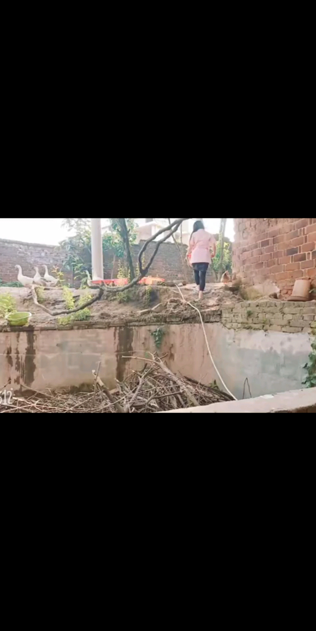 鹅鹅鹅
