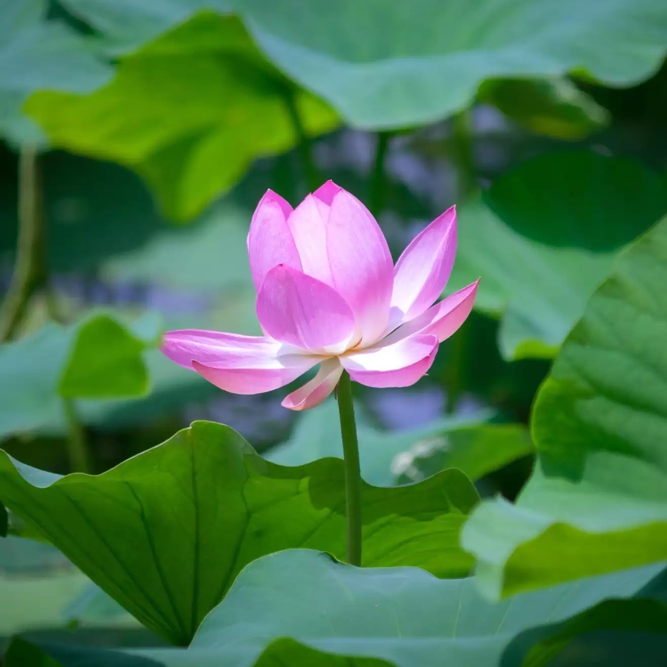 此账号已注销海报