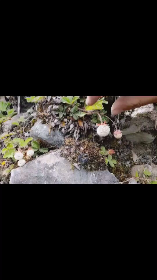 野草帽