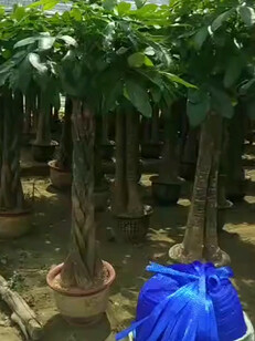 精品发财树原盆原土发货要的速抢