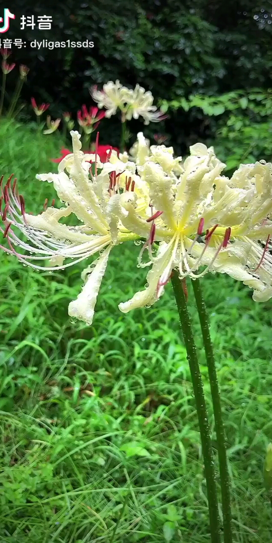 彼岸花.愿来生也做一朵彼岸花！