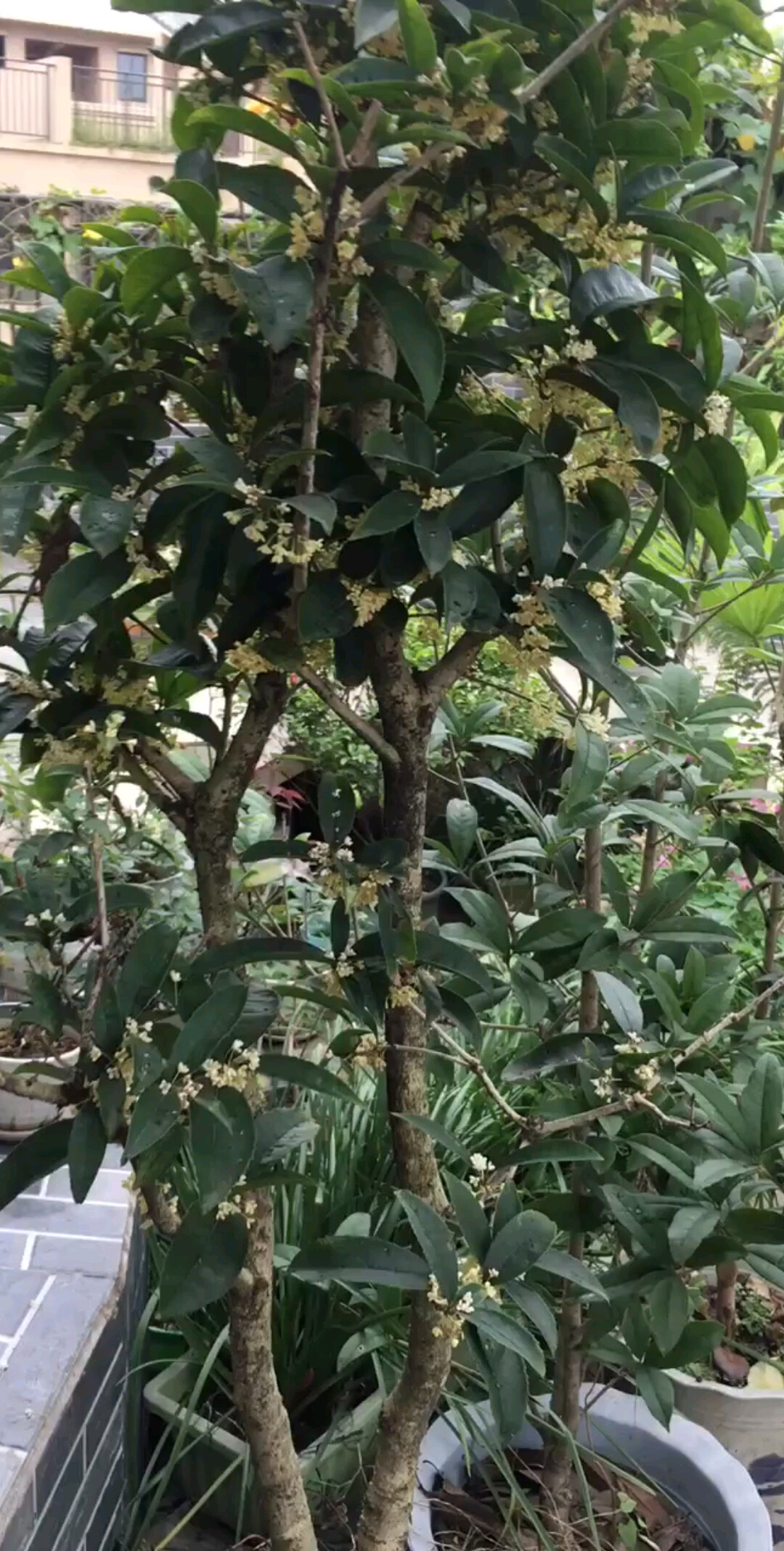 我家的🌸桂花树，好香，好香