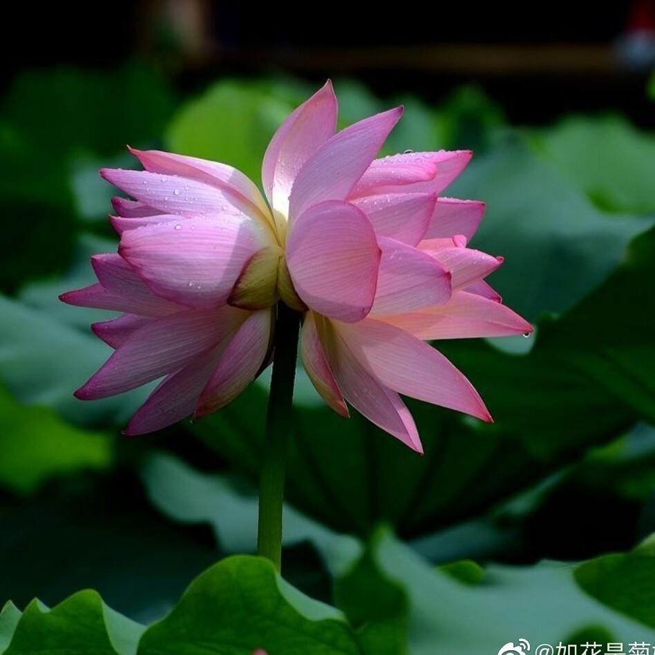 ✡风语✡海报