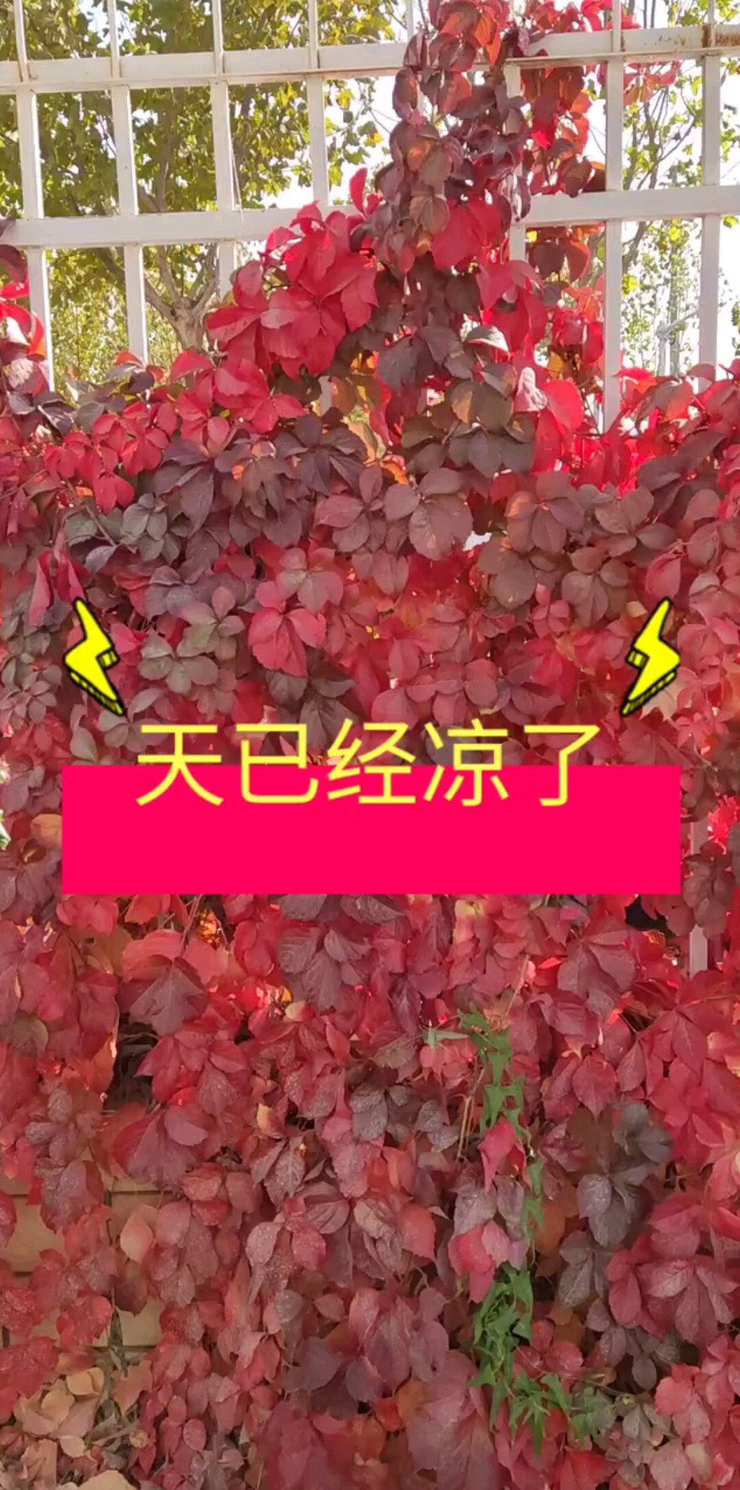 谢谢