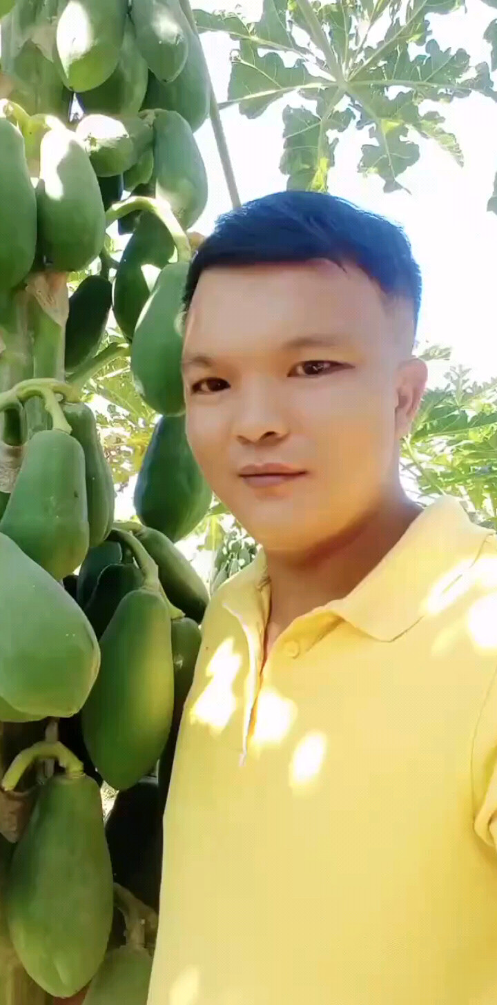 水果木瓜