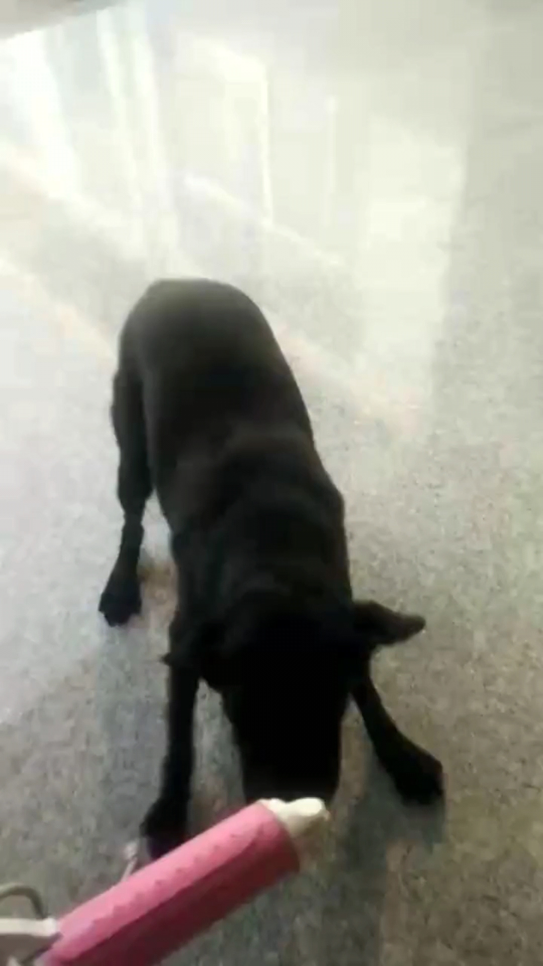 我家的傻狗/狂笑