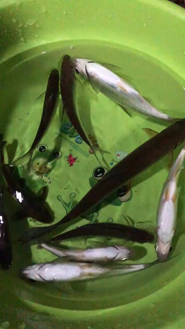 每天下午3:00直播