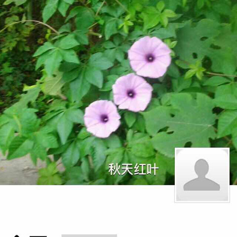 秋天、红叶海报