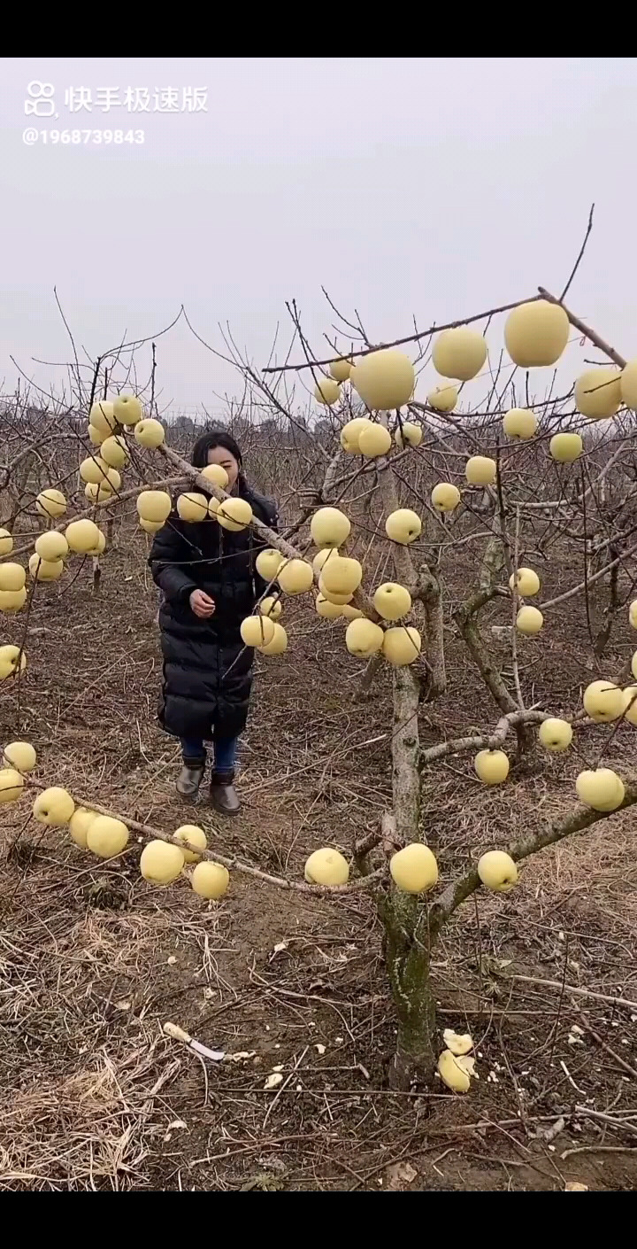 奶油富士苹果