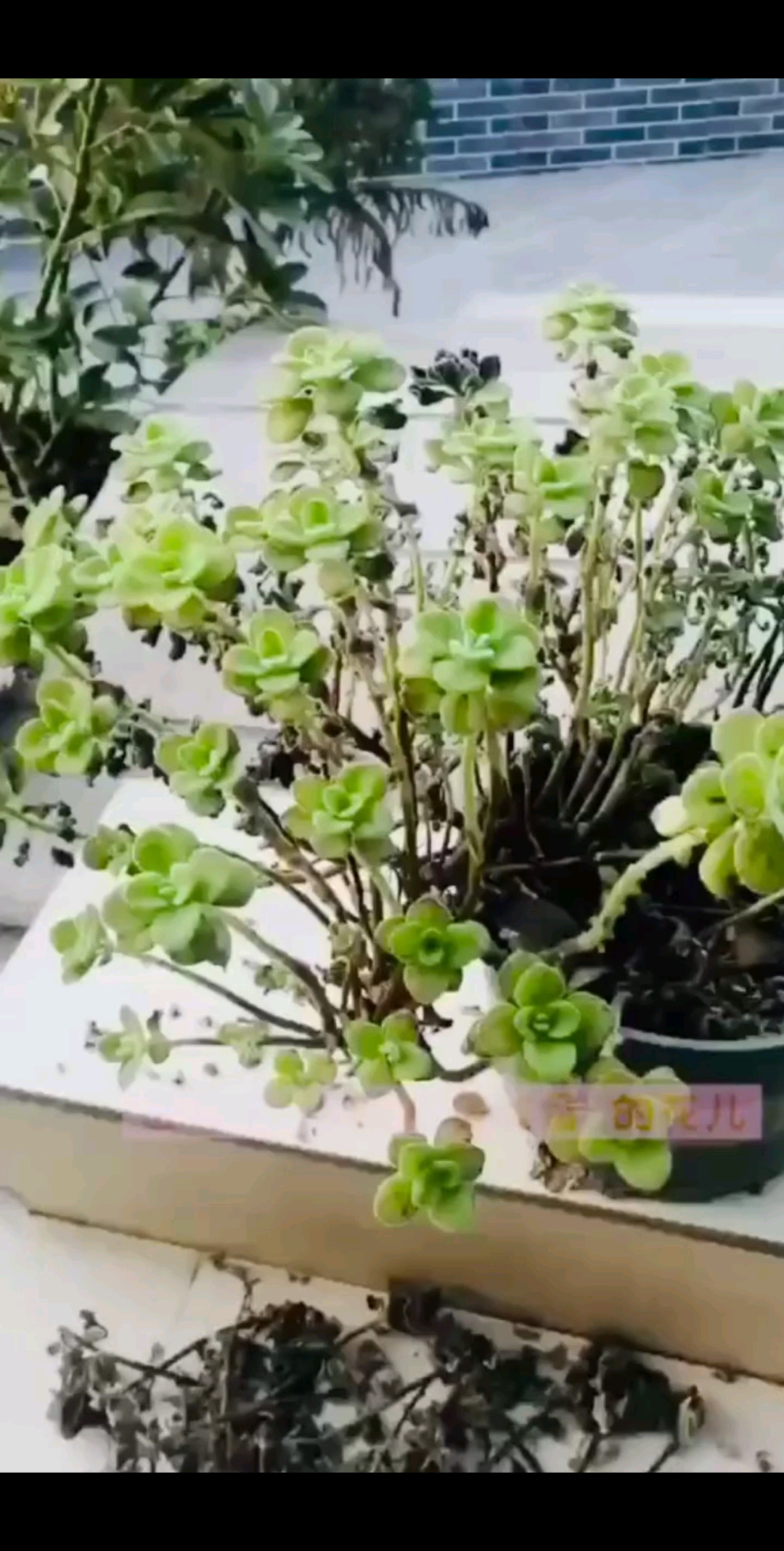 此花🌸叫，碰碰香，用