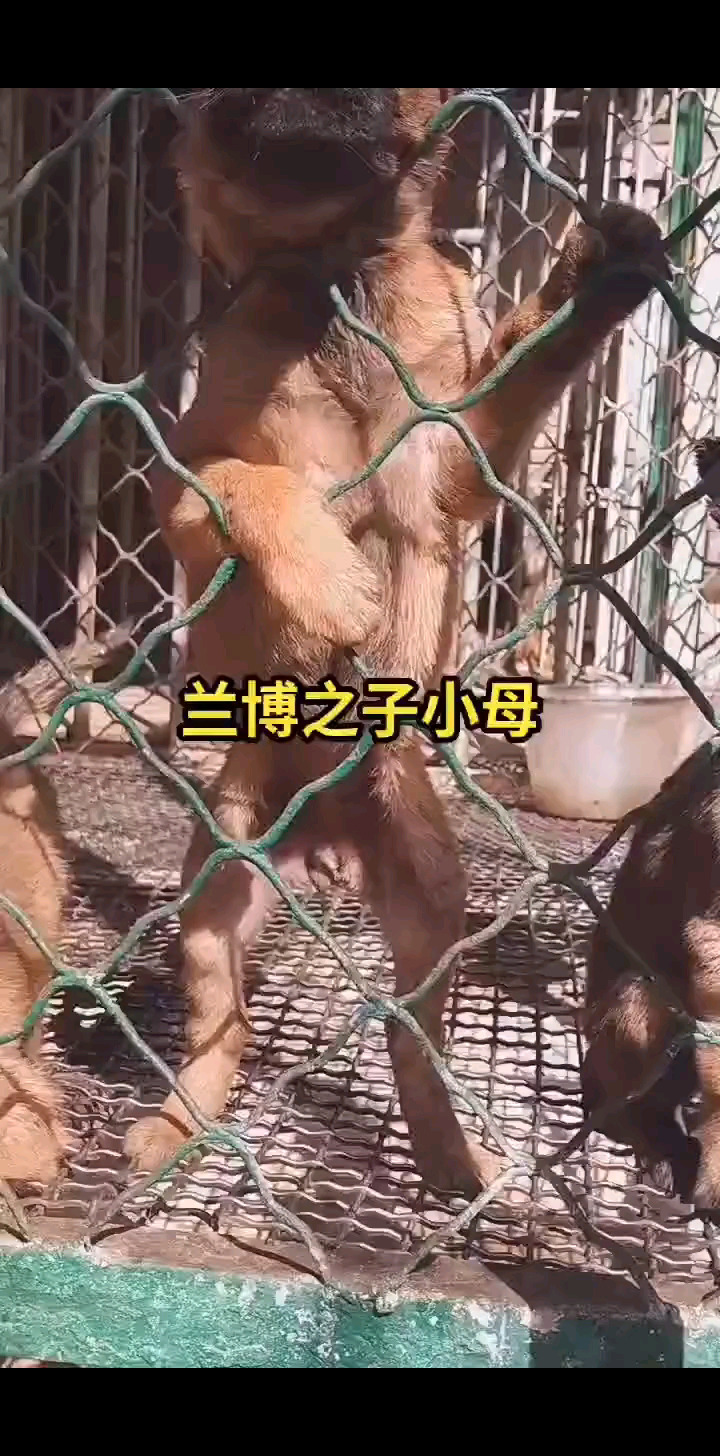 马犬幼犬一窝