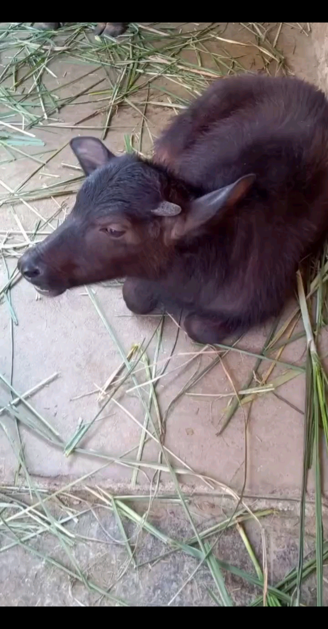 😊母牛🐂小牛