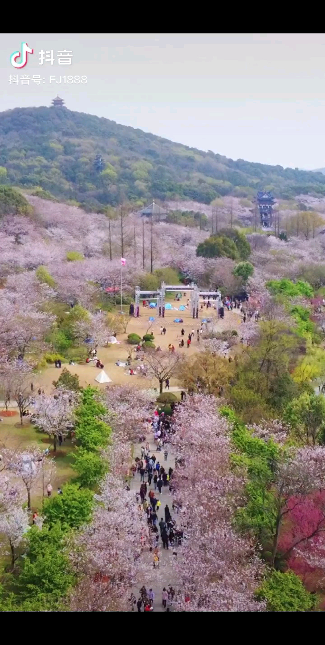 无锡鼋头渚三万株樱花