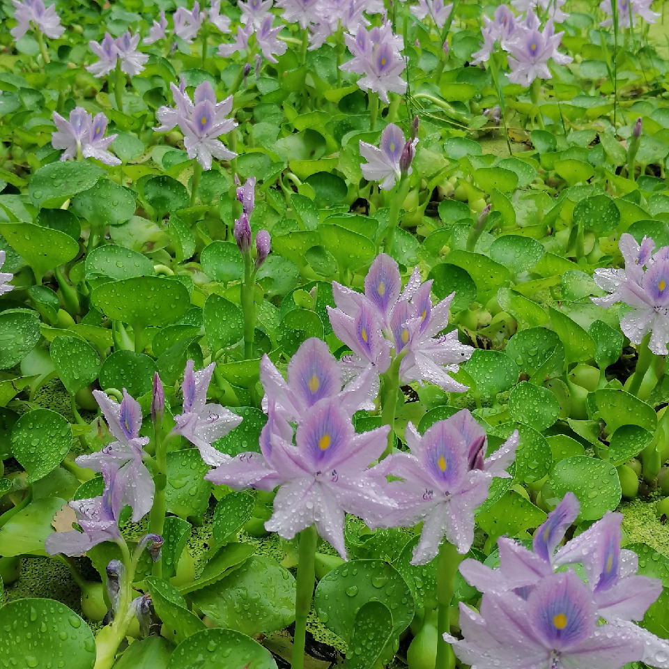 梦完美海报