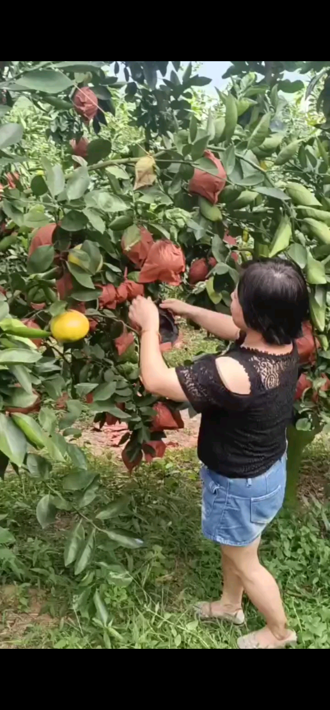 丰收的季节！水水的葡