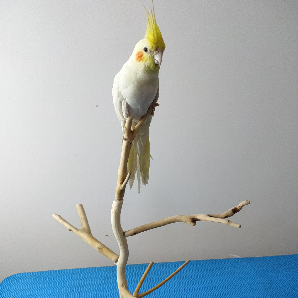 坐等金币狮身开花海报