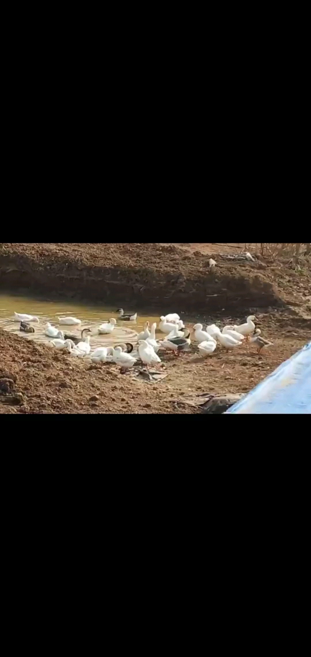 养鹅的半年拍了很多视