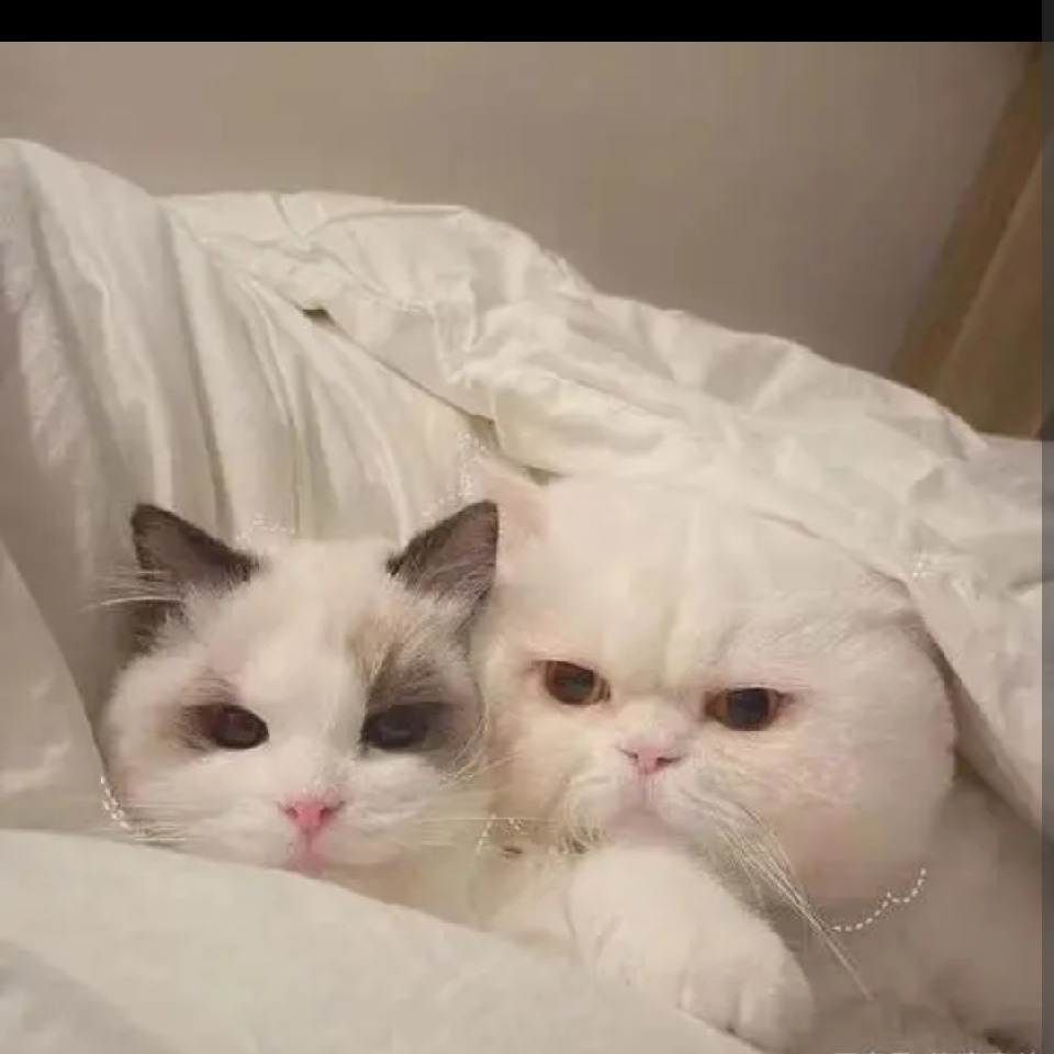 🐱飞猫海报