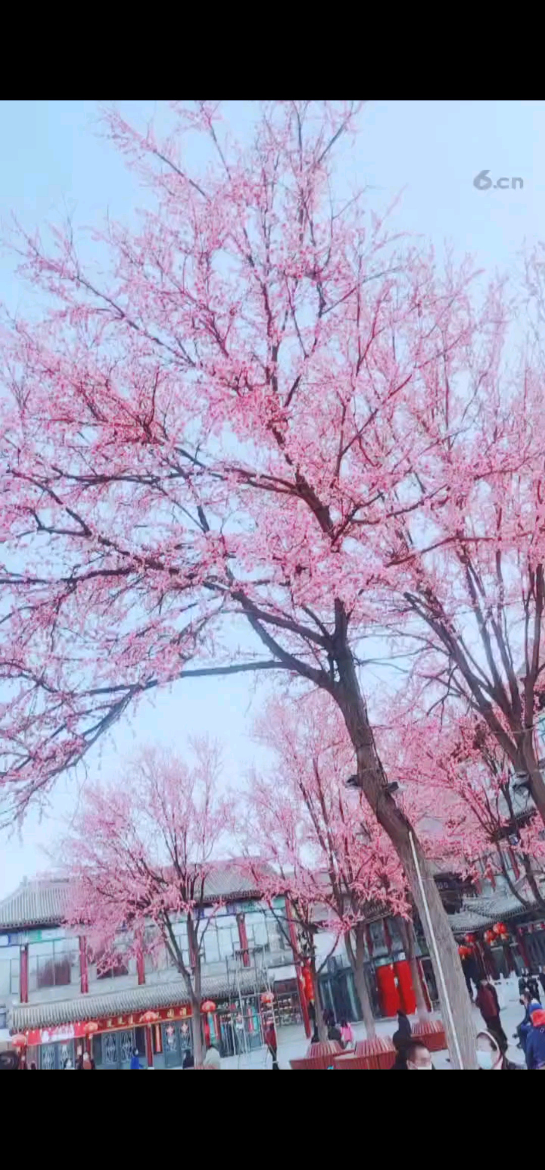 桃花朵朵开