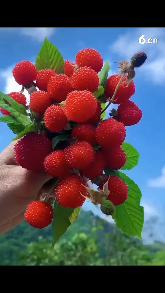 美好如初�的只是小时候的记忆