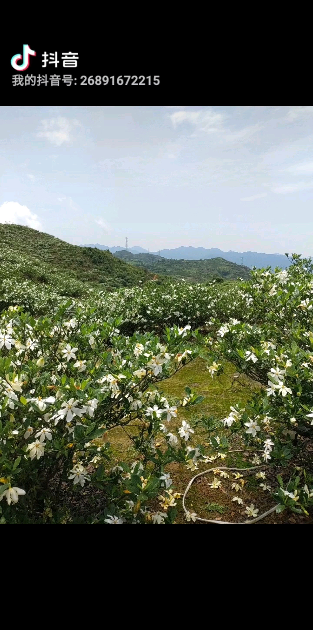 花香飘十里正是赏花季