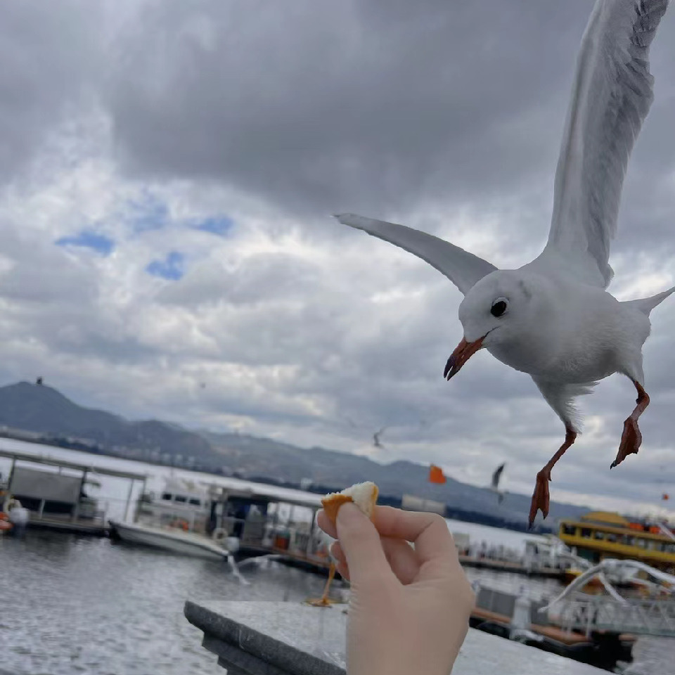 鄂从蕊！玩一下下海报